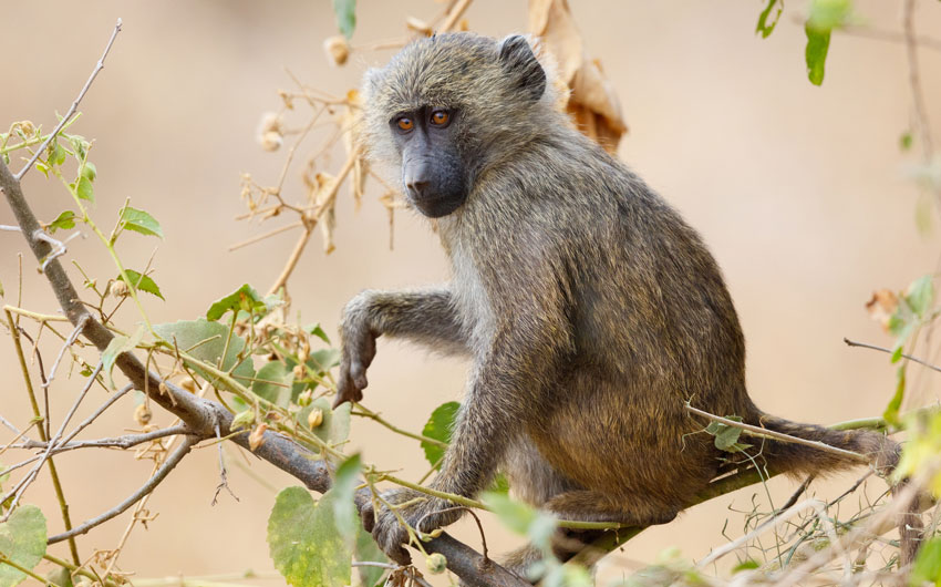 Yellow Baboon, Tarangire National Park